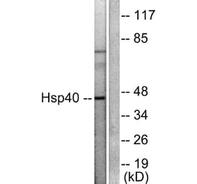 Western Blot - Anti-HSP40 Antibody (C0232) - Antibodies.com