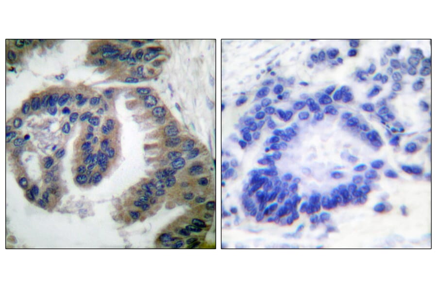 Immunohistochemistry - Anti-HSP40 Antibody (C0232) - Antibodies.com