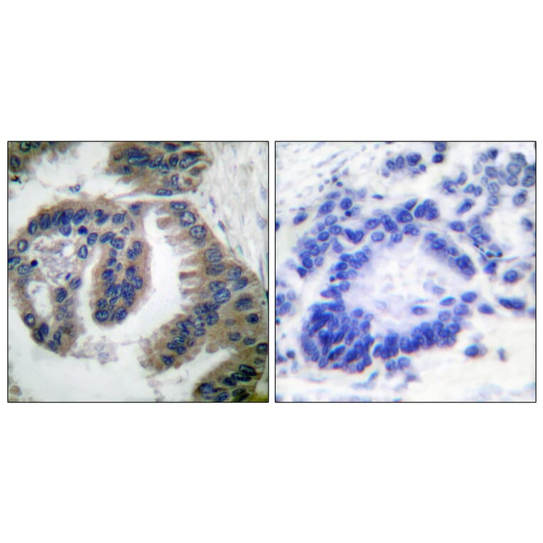 Immunohistochemistry - Anti-HSP40 Antibody (C0232) - Antibodies.com