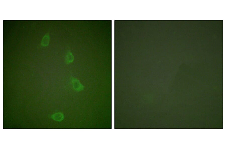 Immunofluorescence - Anti-HSP40 Antibody (C0232) - Antibodies.com