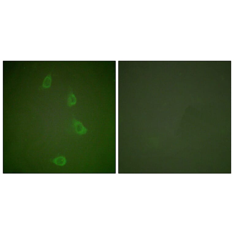 Immunofluorescence - Anti-HSP40 Antibody (C0232) - Antibodies.com