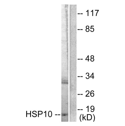 Western Blot - Anti-HSP10 Antibody (C0230) - Antibodies.com