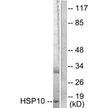 Western Blot - Anti-HSP10 Antibody (C0230) - Antibodies.com