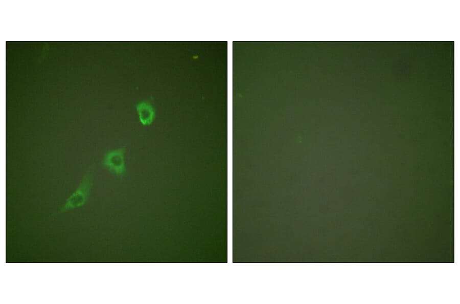 Immunofluorescence - Anti-HSP10 Antibody (C0230) - Antibodies.com