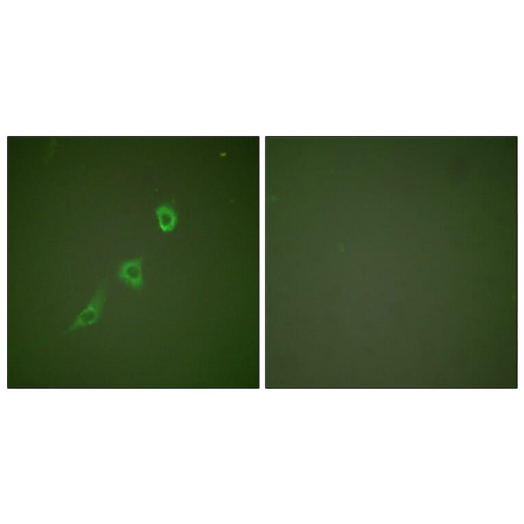 Immunofluorescence - Anti-HSP10 Antibody (C0230) - Antibodies.com