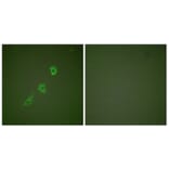 Immunofluorescence - Anti-HSP10 Antibody (C0230) - Antibodies.com