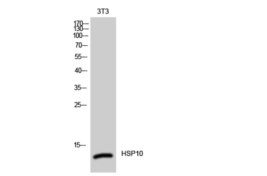 Western Blot - Anti-HSP10 Antibody (C0230) - Antibodies.com