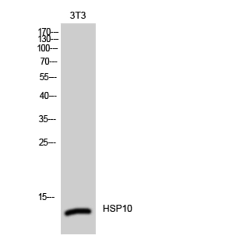 Western Blot - Anti-HSP10 Antibody (C0230) - Antibodies.com