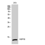 Western Blot - Anti-HSP10 Antibody (C0230) - Antibodies.com