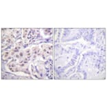 Immunohistochemistry - Anti-hnRPD Antibody (B1043) - Antibodies.com