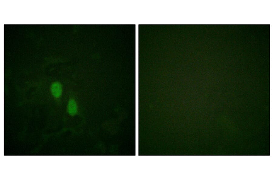 Immunofluorescence - Anti-hnRPD Antibody (B1043) - Antibodies.com