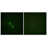 Immunofluorescence - Anti-hnRPD Antibody (B1043) - Antibodies.com