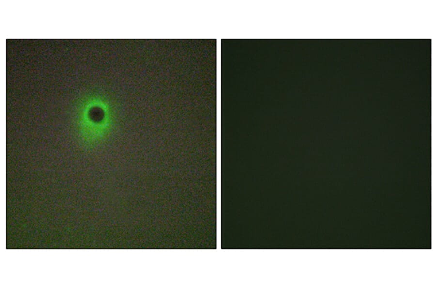 Immunofluorescence - Anti-HIPK4 Antibody (C11365) - Antibodies.com