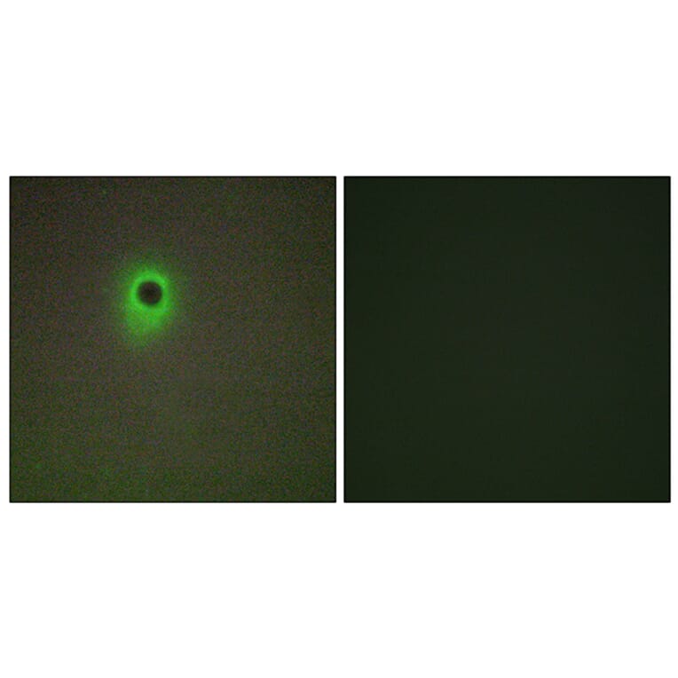 Immunofluorescence - Anti-HIPK4 Antibody (C11365) - Antibodies.com