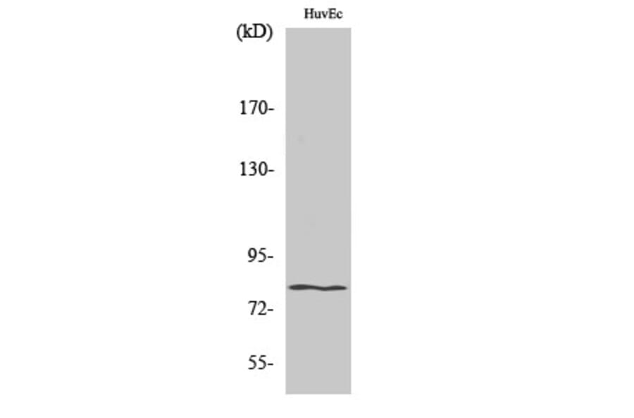 Western Blot - Anti-HIPK4 Antibody (C11365) - Antibodies.com