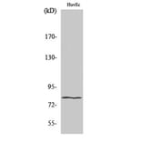 Western Blot - Anti-HIPK4 Antibody (C11365) - Antibodies.com