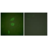 Immunofluorescence - Anti-HDAC5 Antibody (C0225) - Antibodies.com