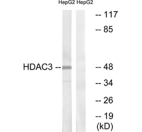 Western Blot - Anti-HDAC3 Antibody (B0939) - Antibodies.com