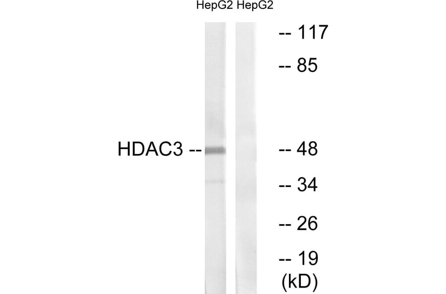 Western Blot - Anti-HDAC3 Antibody (B0939) - Antibodies.com