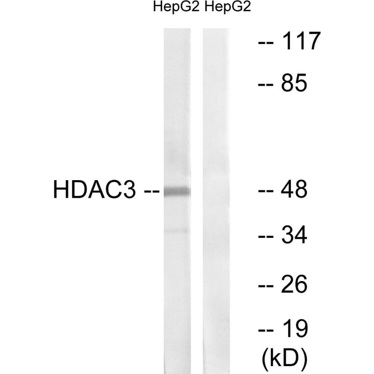 Western Blot - Anti-HDAC3 Antibody (B0939) - Antibodies.com