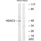 Western Blot - Anti-HDAC3 Antibody (B0939) - Antibodies.com