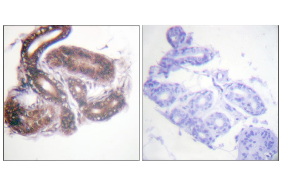 Immunohistochemistry - Anti-HDAC3 Antibody (B0939) - Antibodies.com