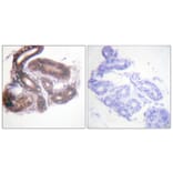 Immunohistochemistry - Anti-HDAC3 Antibody (B0939) - Antibodies.com
