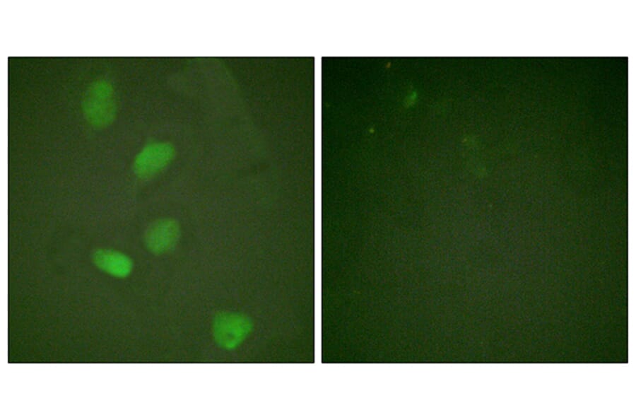 Immunofluorescence - Anti-HDAC3 Antibody (B0939) - Antibodies.com