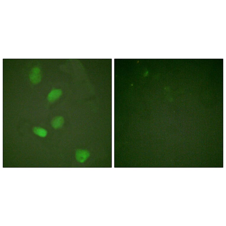 Immunofluorescence - Anti-HDAC3 Antibody (B0939) - Antibodies.com
