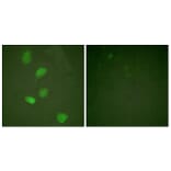 Immunofluorescence - Anti-HDAC3 Antibody (B0939) - Antibodies.com