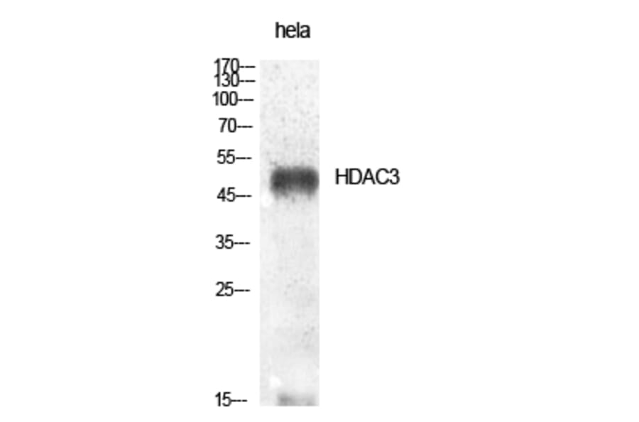 Western Blot - Anti-HDAC3 Antibody (B0939) - Antibodies.com