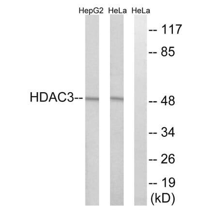 Western Blot - Anti-HDAC3 Antibody (C0224) - Antibodies.com