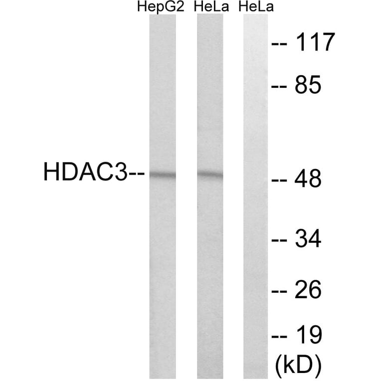 Western Blot - Anti-HDAC3 Antibody (C0224) - Antibodies.com