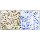 Immunohistochemistry - Anti-HDAC3 Antibody (C0224) - Antibodies.com