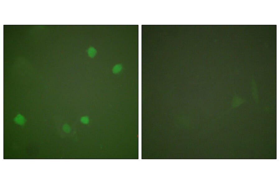 Immunofluorescence - Anti-HDAC3 Antibody (C0224) - Antibodies.com