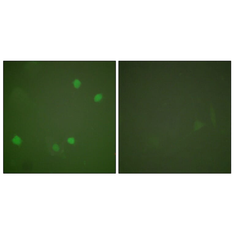 Immunofluorescence - Anti-HDAC3 Antibody (C0224) - Antibodies.com