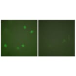 Immunofluorescence - Anti-HDAC3 Antibody (C0224) - Antibodies.com