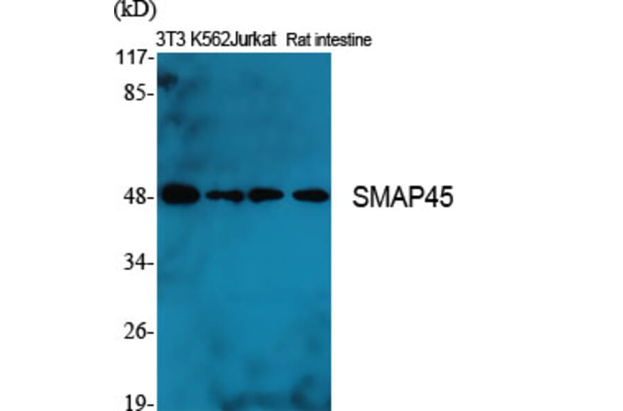 Western Blot - Anti-HDAC3 Antibody (C0224) - Antibodies.com