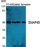 Western Blot - Anti-HDAC3 Antibody (C0224) - Antibodies.com