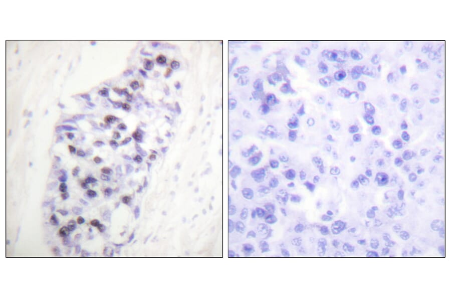 Immunohistochemistry - Anti-HDAC1 Antibody (C0221) - Antibodies.com