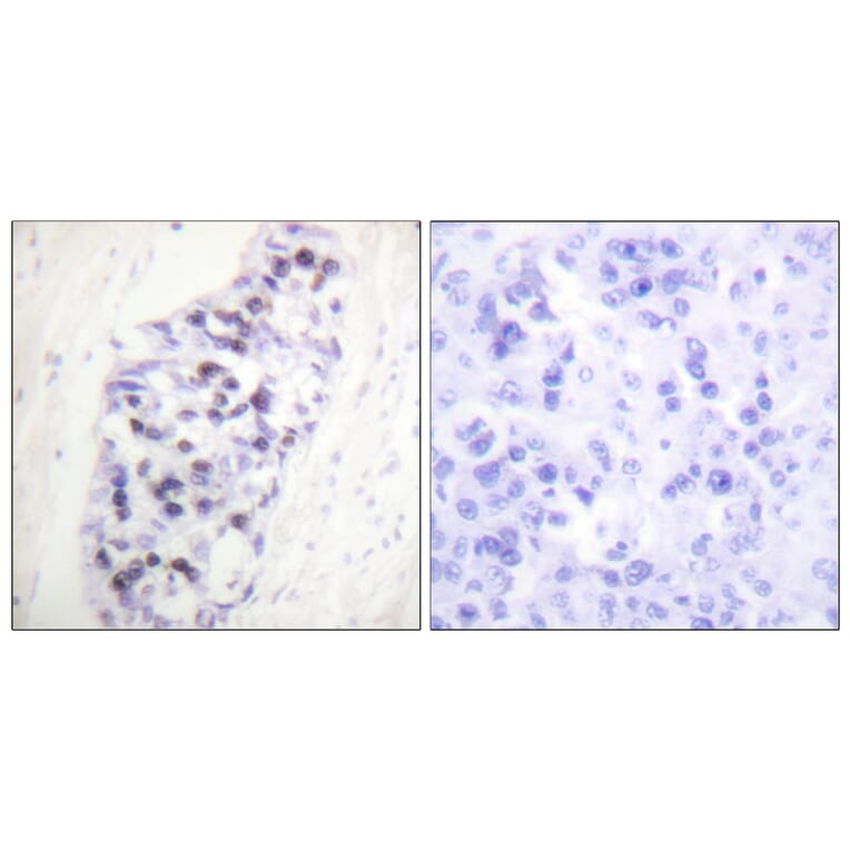 Immunohistochemistry - Anti-HDAC1 Antibody (C0221) - Antibodies.com