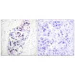 Immunohistochemistry - Anti-HDAC1 Antibody (C0221) - Antibodies.com