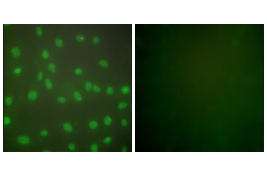 Immunofluorescence - Anti-HDAC1 Antibody (C0221) - Antibodies.com