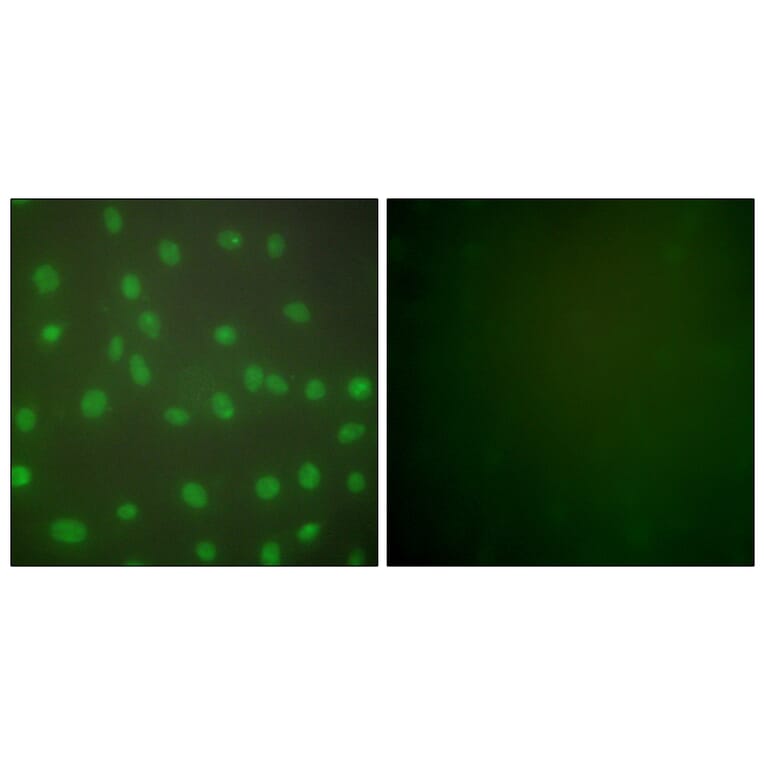 Immunofluorescence - Anti-HDAC1 Antibody (C0221) - Antibodies.com