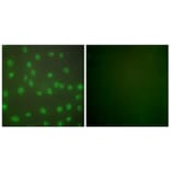 Immunofluorescence - Anti-HDAC1 Antibody (C0221) - Antibodies.com