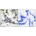 Immunohistochemistry - Anti-HDAC1 Antibody (C0221) - Antibodies.com