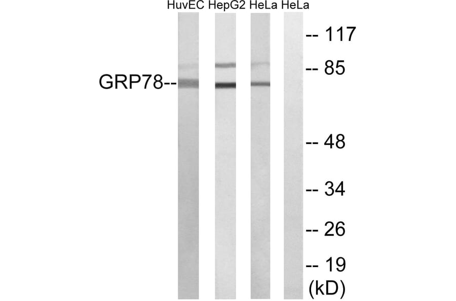 Western Blot - Anti-GRP78 Antibody (C0217) - Antibodies.com