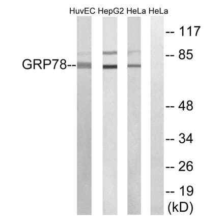 Western Blot - Anti-GRP78 Antibody (C0217) - Antibodies.com