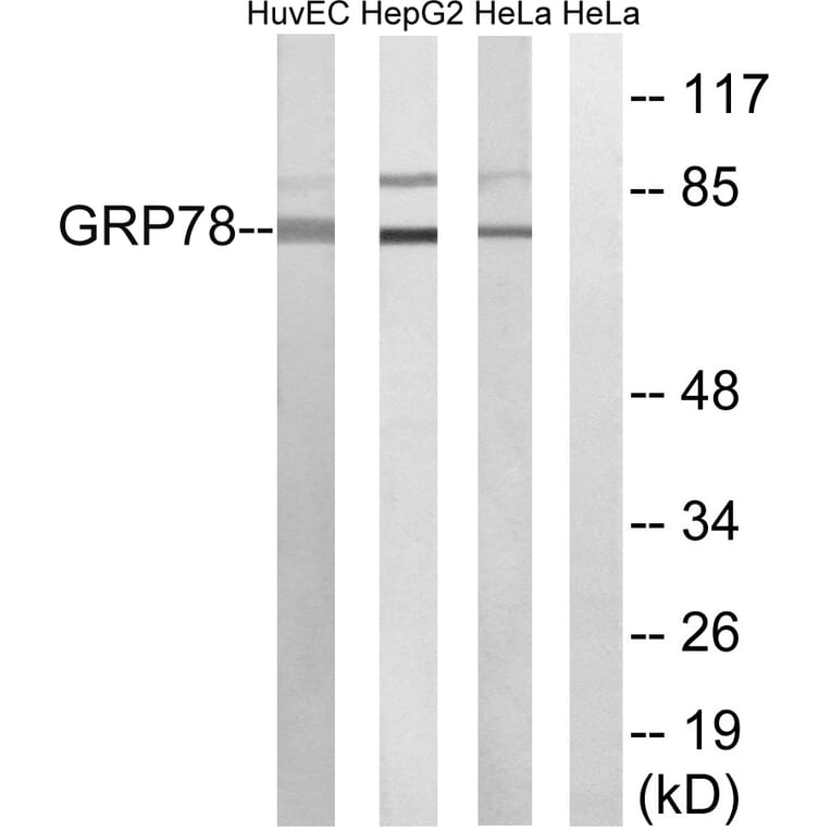 Western Blot - Anti-GRP78 Antibody (C0217) - Antibodies.com