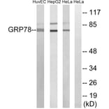 Western Blot - Anti-GRP78 Antibody (C0217) - Antibodies.com